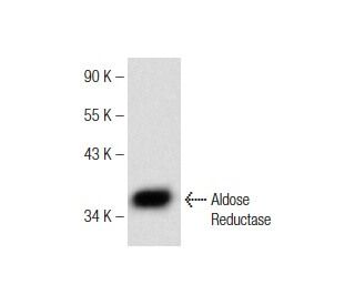Aldose Reductase Antibody (E-12) - Western Blotting - Image 147303 