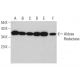western blotting image from recommended Aldose Reductase (H-6) monoclonal antibody replacement. Image 381121