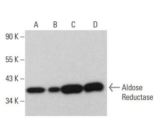 Aldose Reductase Antibody (G-1) - Western Blotting - Image 381122 