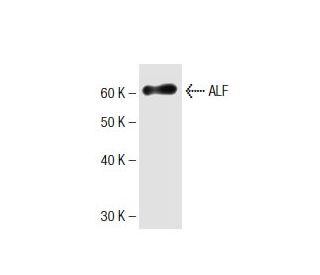 ALF Antibody (24) - Western Blotting - Image 136751