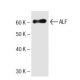 ALF Antibody (24) - Western Blotting - Image 136751