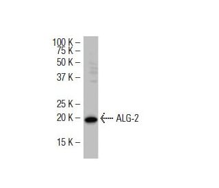 ALG-2 Antibody (AA8) - Western Blotting - Image 34569 