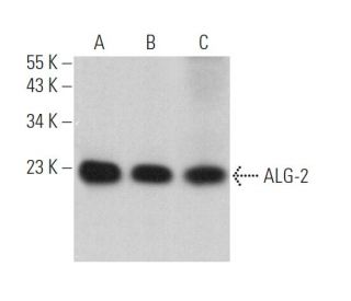ALG-2 Antibody (H-11) - Western Blotting - Image 368433 
