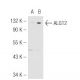 ALG12 Antibody (Q16) - Western Blotting - Image 47979