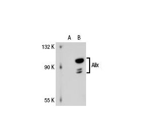 Alix Antibody 1A12 SCBT Santa Cruz Biotechnology