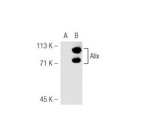 Alix Antibody 1A12 SCBT Santa Cruz Biotechnology