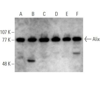 Alix Antibody 1A12 SCBT Santa Cruz Biotechnology