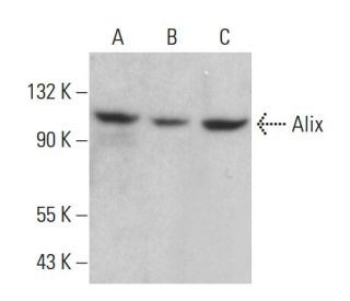 Alix Antibody 1A12 SCBT Santa Cruz Biotechnology