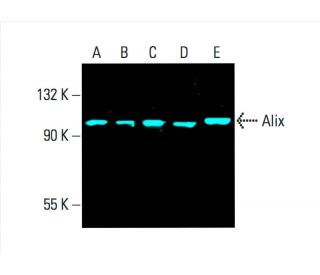 Alix Antibody (1A12) - Western Blotting - Image 392297 