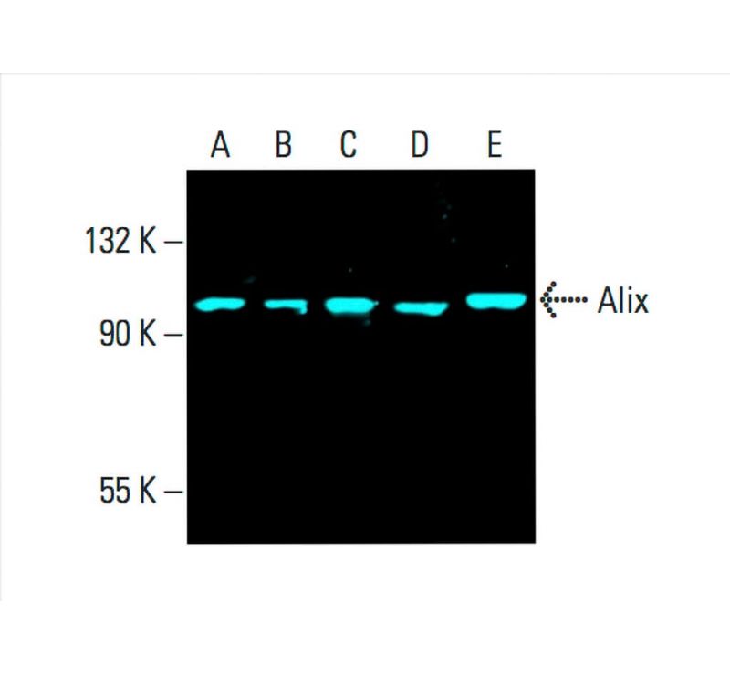 Alix Antibody 1A12 SCBT Santa Cruz Biotechnology