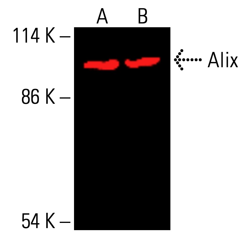 Alix Antibody (1A12) | SCBT - Santa Cruz Biotechnology