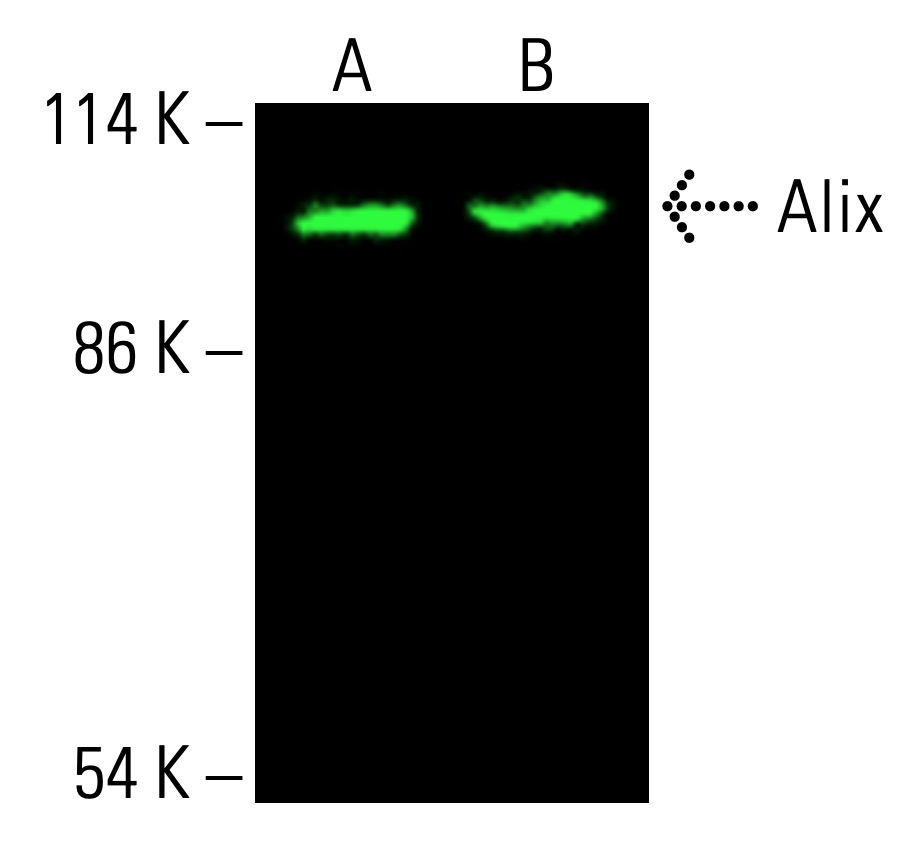 Alix Antibody (1A12) | SCBT - Santa Cruz Biotechnology