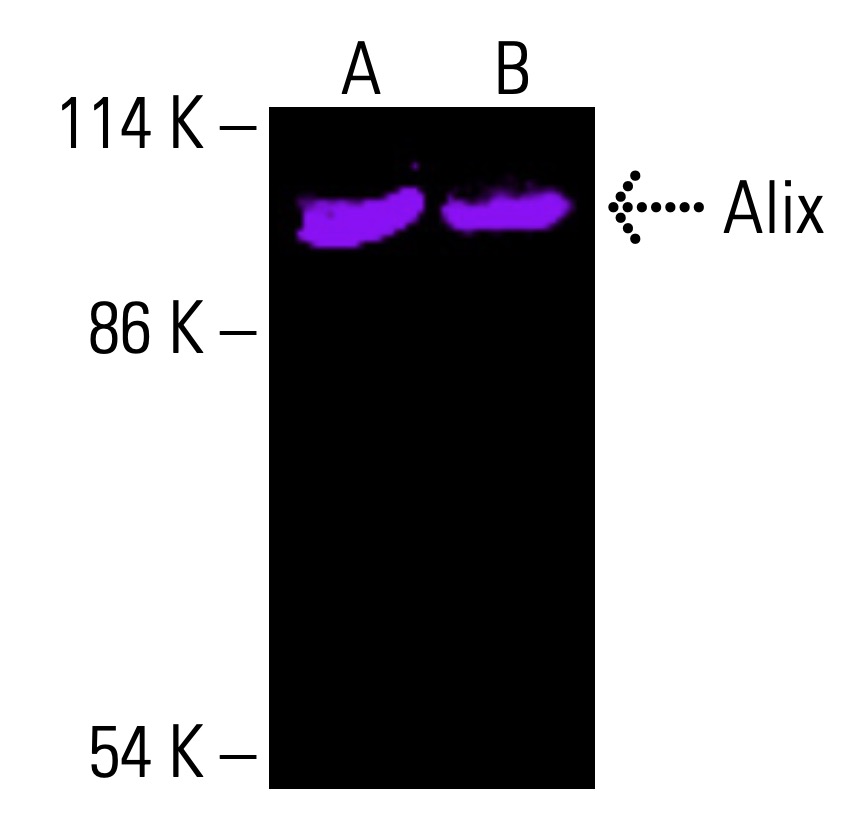 Alix Antibody (1A12) | SCBT - Santa Cruz Biotechnology