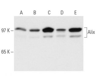 Alix Antibody (2H12) - Western Blotting - Image 13633 