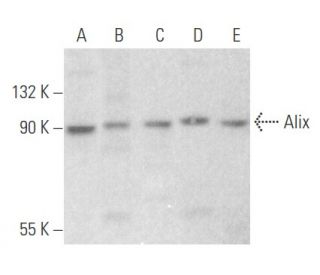 Alix Antibody 3A9 SCBT Santa Cruz Biotechnology