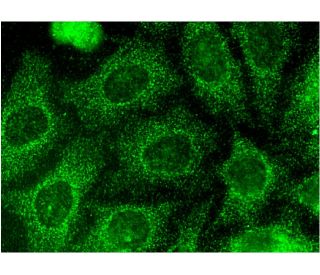 ぷぷページ Alix Antibody (C-11) | SCBT - Santa Cruz Biotechnology