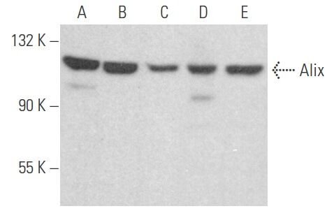 Alix Antibody (C-11) | SCBT - Santa Cruz Biotechnology