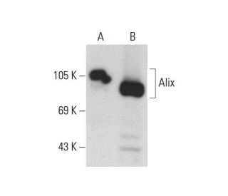 Alix Antibody G 10 SCBT Santa Cruz Biotechnology