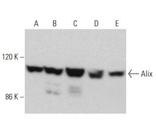 Alix Antibody (G-10) - Western Blotting - Image 376617 