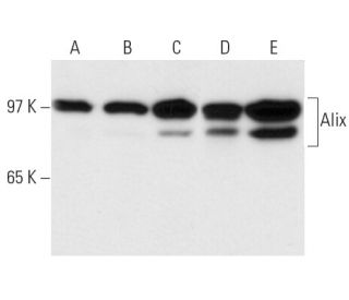 western blotting image from recommended Alix (1A12) monoclonal antibody replacement. Image 13634