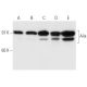 This polyclonal antibody has been discontinued. See our recommended <a href="alix-antibody-1a12">Alix (1A12)</a> monoclonal antibody (sample data shown). western blotting image from recommended Alix (1A12) monoclonal antibody replacement. Image 13634