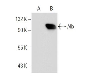 Alix Antibody (2H12) - Western Blotting - Image 45803 