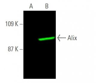 Alix (1A12): sc-53540. Near-infrared western blot analysis of Alix expression... 