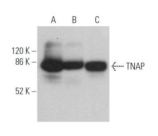 western blotting image from recommended TNAP (F-4) monoclonal antibody replacement. Image 373922