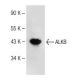 ALKB Antibody (F-4) - Western Blotting - Image 149693 