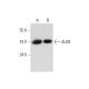 ALKB Antibody (F-4) - Western Blotting - Image 291033 
