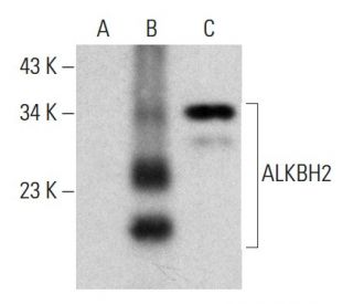 ALKBH2 Antibody (C-9) - Western Blotting - Image 364828 