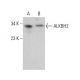 ALKBH2 Antibody (C-9) - Western Blotting - Image 379805