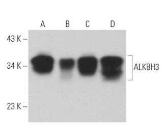 ALKBH3 Antibody (B-7) - Western Blotting - Image 359234 