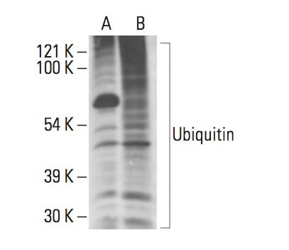 ALLN | CAS 110044-82-1 | SCBT - Santa Cruz Biotechnology ALLN | CAS 110044-82-1 | SCBT - Santa Cruz Biotechnology