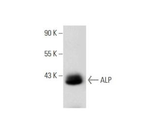 ALP Antibody (C-8): sc-373737