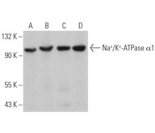 alpha 1 Sodium Potassium ATPase/ATP1A1 Antibody (C-5) - Western Blotting - Image 360918 