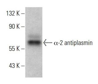&alpha;-2 antiplasmin Antibody (C-7) - Western Blotting - Image 364783 