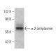 α-2 antiplasmin Antibody (C-7) - Western Blotting - Image 364783 