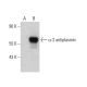 α-2 antiplasmin Antibody (C-7) - Western Blotting - Image 387355