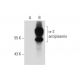 α-2 antiplasmin Antibody (JJ-16) - Western Blotting - Image 61813 