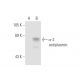 α-2 antiplasmin Antibody (JJ-16) - Western Blotting - Image 68430