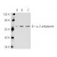 α-2 antiplasmin Antibody (SJ-19) - Western Blotting - Image 45586