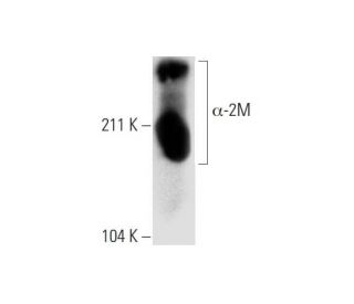 &alpha;-2M Antibody (H-8) - Western Blotting - Image 289580 