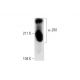 α-2M Antibody (H-8) - Western Blotting - Image 289580 