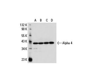 Alpha 4 Antibody (5F6) - Western Blotting - Image 19147 