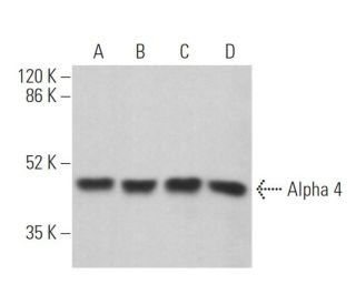 Alpha 4 Antibody (B-5) - Western Blotting - Image 362981 