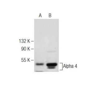 Alpha 4 Antibody (C-5) - Western Blotting - Image 284428 