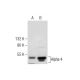 Alpha 4 Antibody (C-5) - Western Blotting - Image 284428 