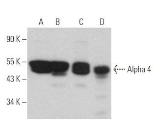 Alpha 4 Antibody (C-5) - Western Blotting - Image 366012