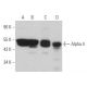 Alpha 4 Antibody (C-5) - Western Blotting - Image 366012